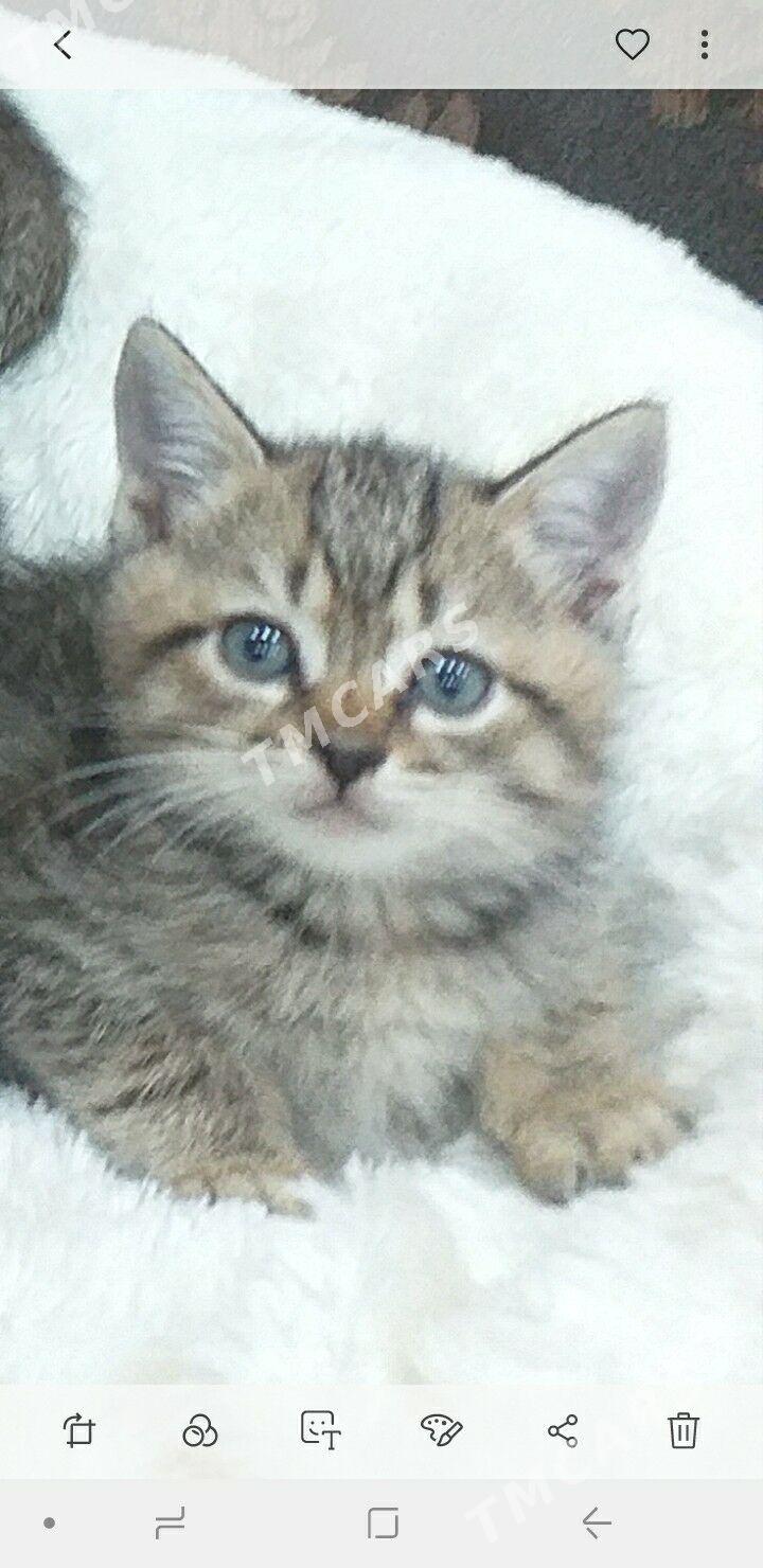 котёнки - Ашхабад - img 2