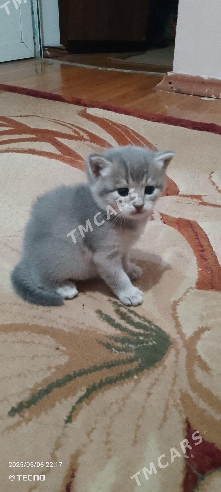 котята - Türkmenbaşy - img 2