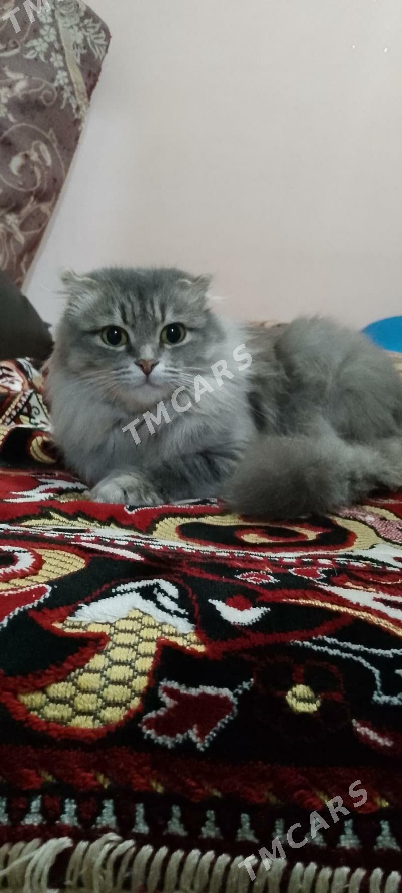 котята - Türkmenbaşy - img 3