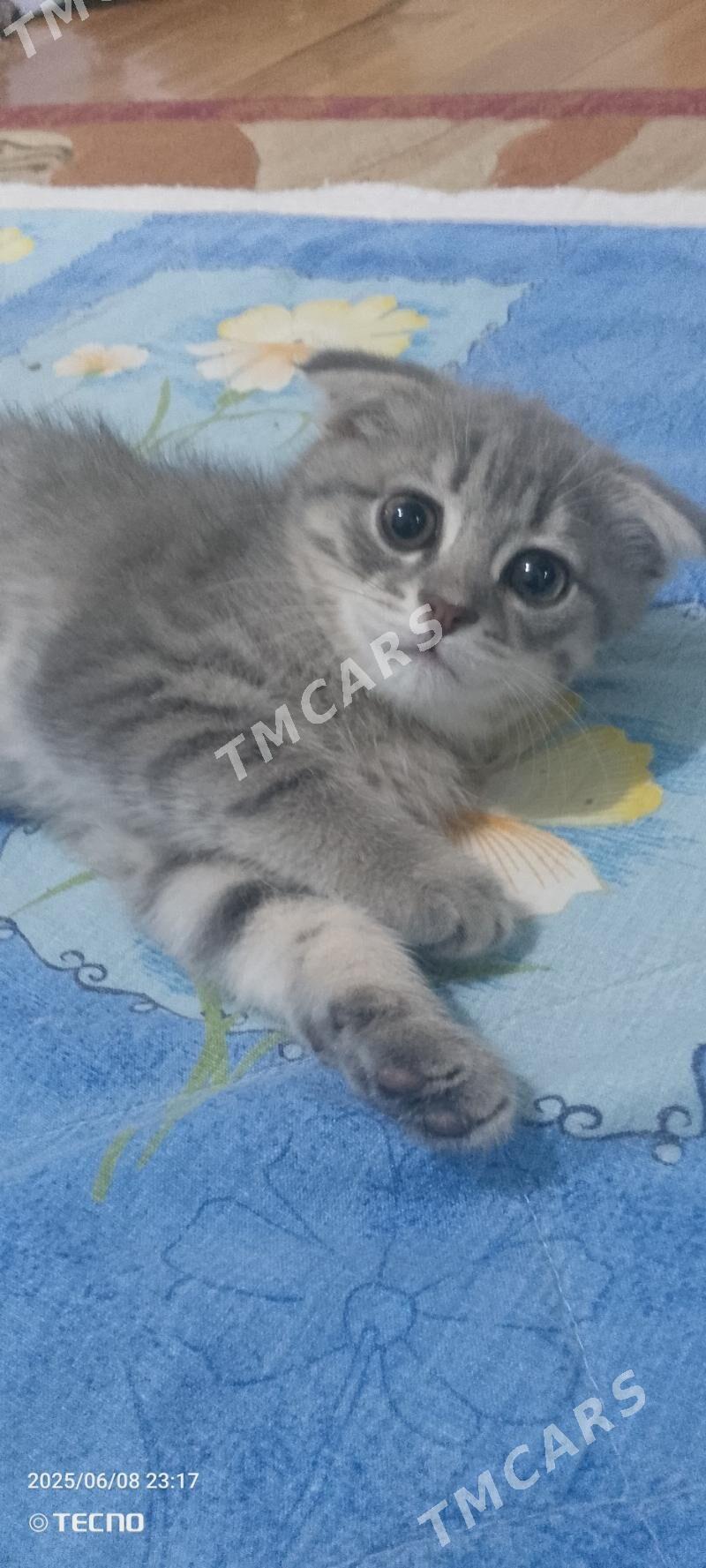 котята - Türkmenbaşy - img 4