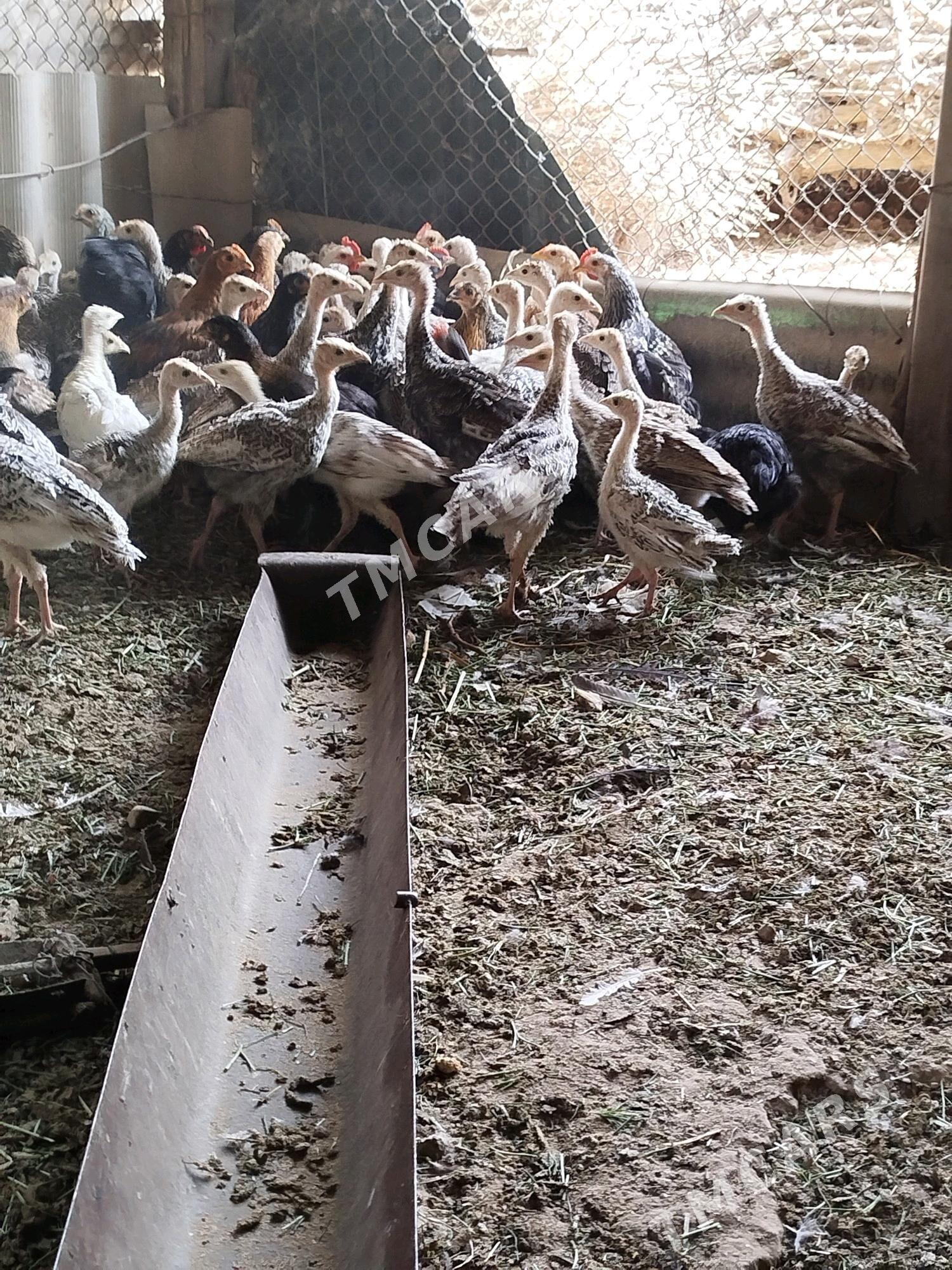 Induk jüje - Gökdepe - img 2