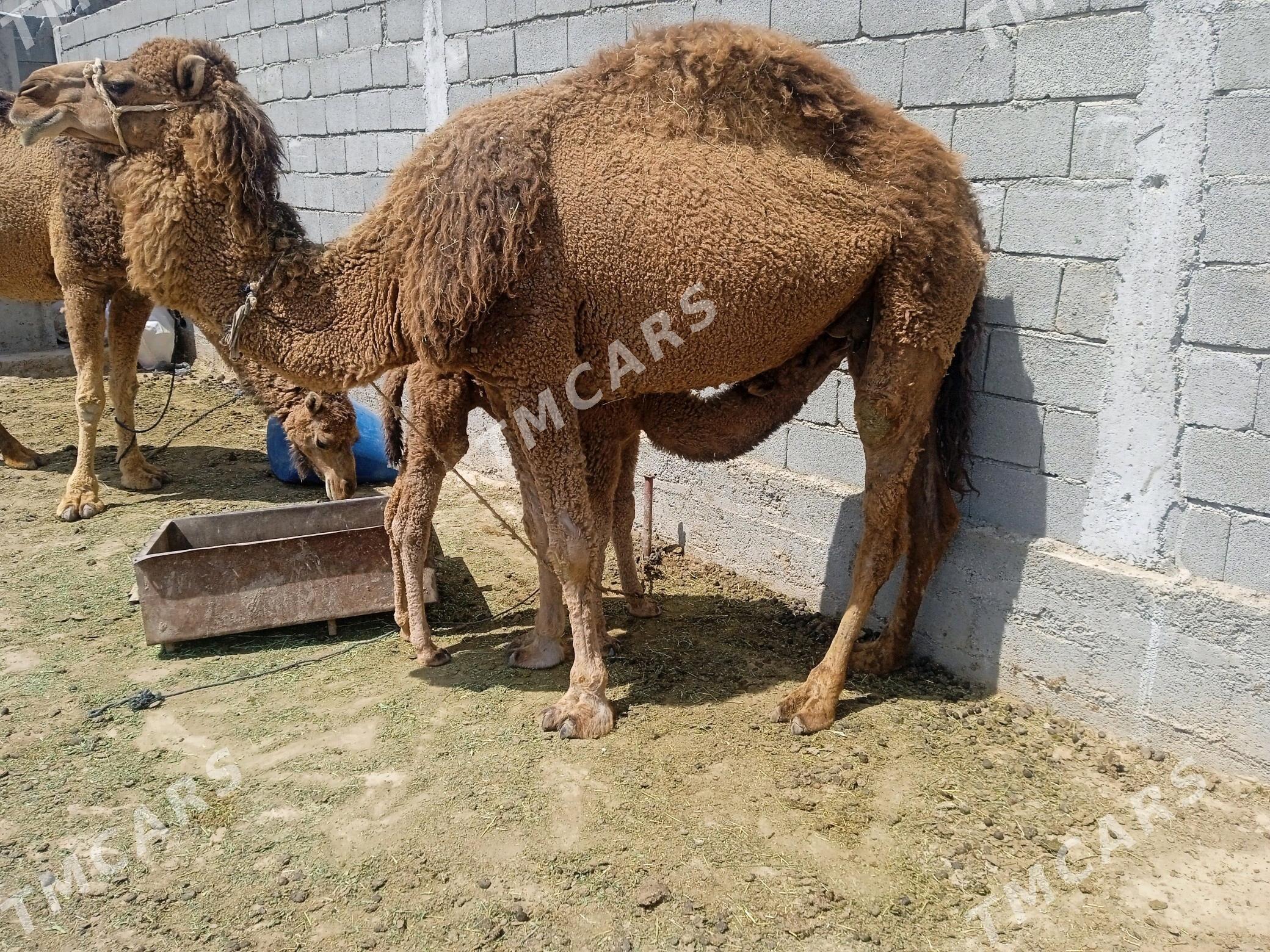 Köşekli düýe - Ak bugdaý etraby - img 2