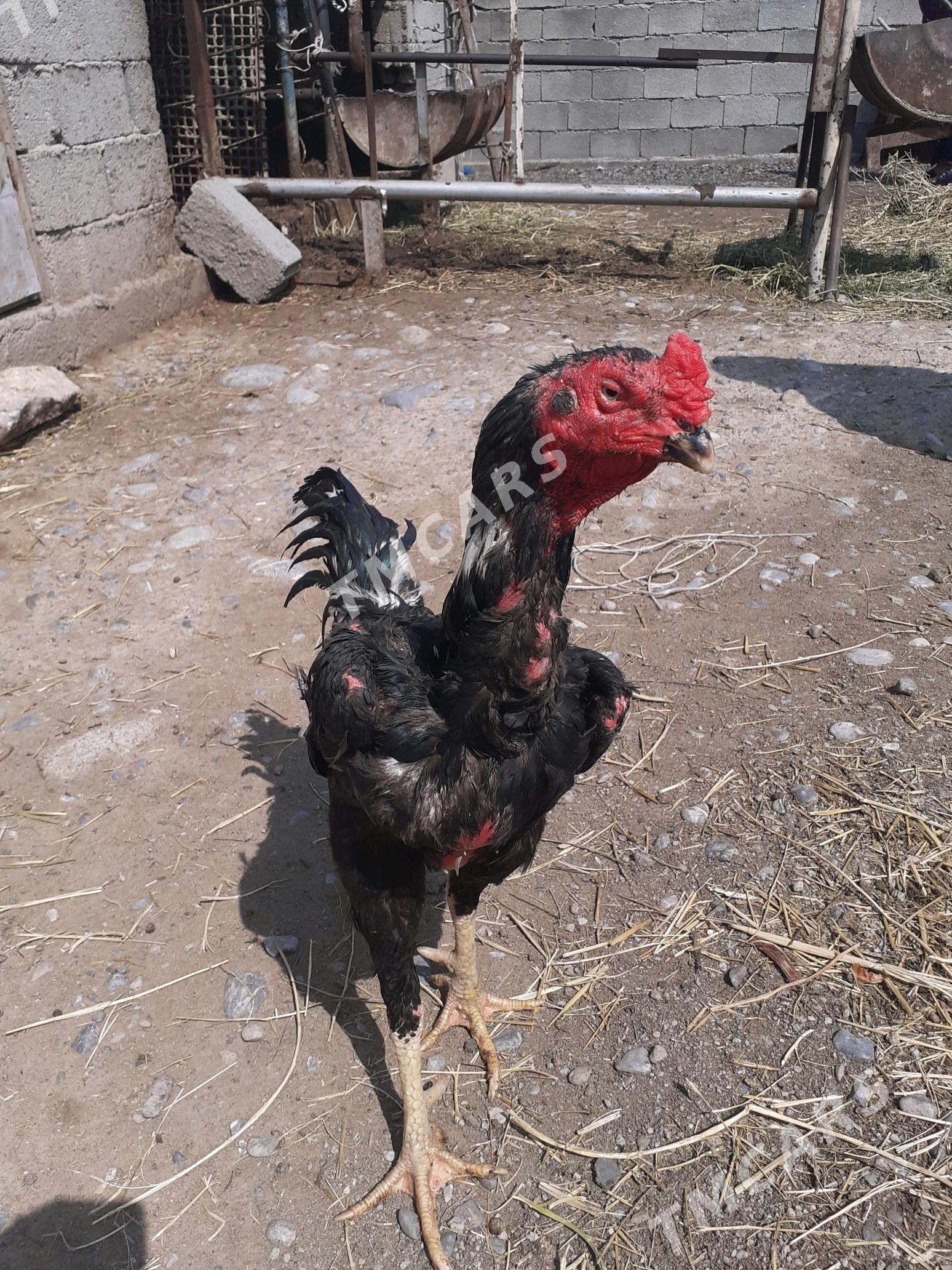 Guş - Бузмеин - img 2