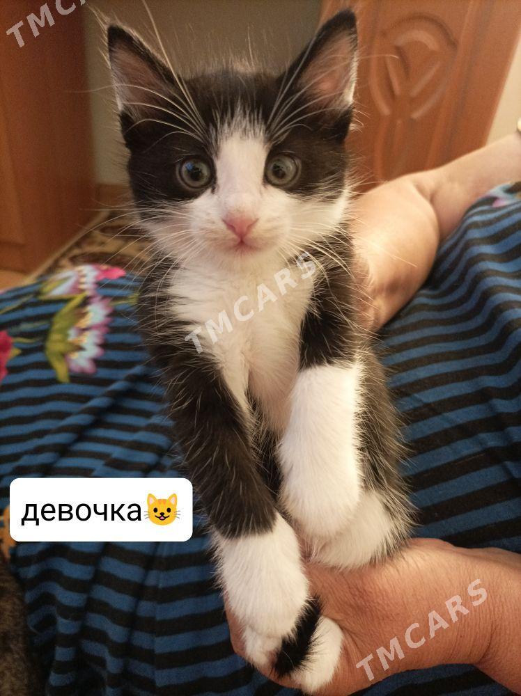 Котята - Aşgabat - img 2