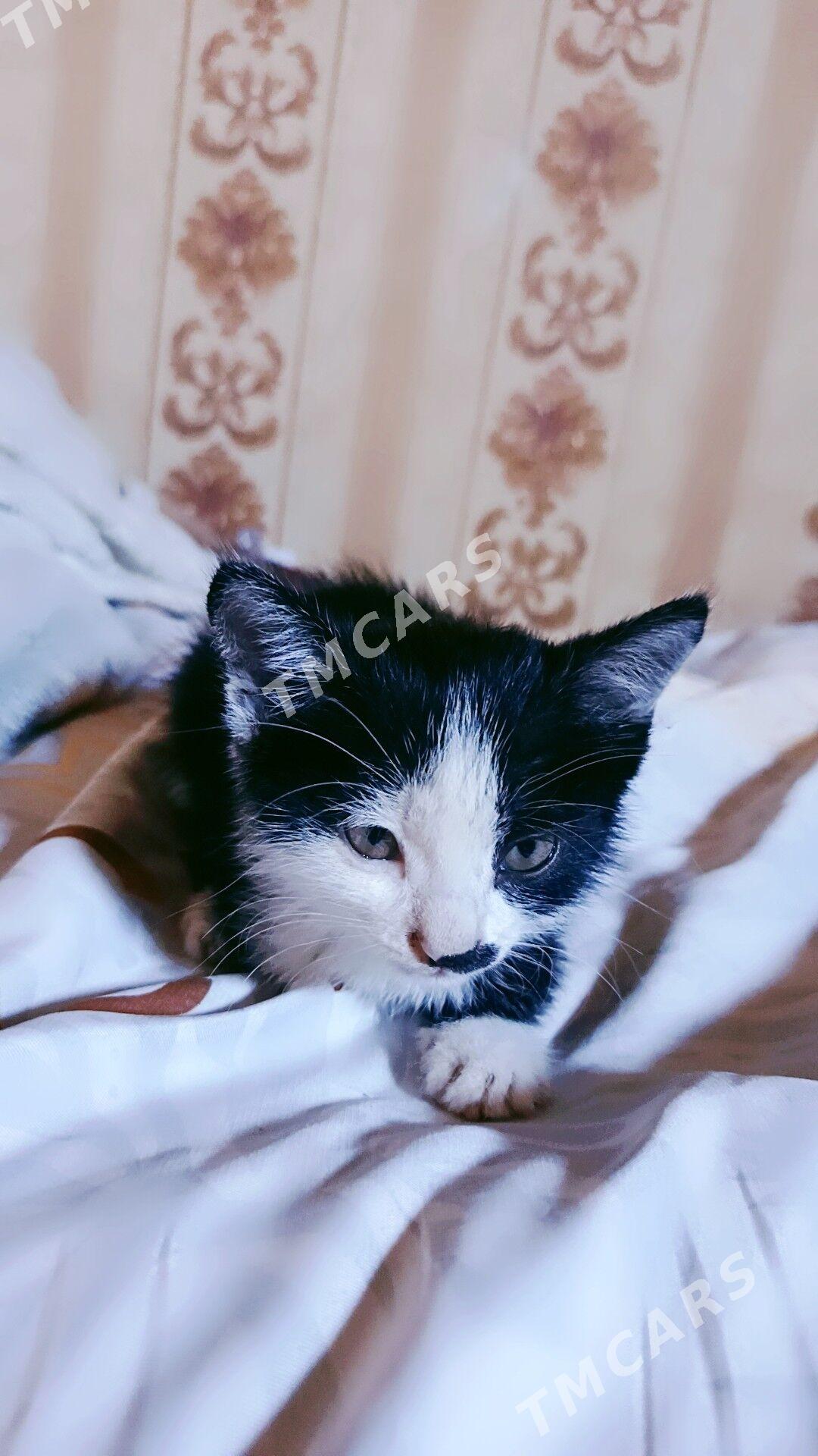 pişik - Дашогуз - img 2