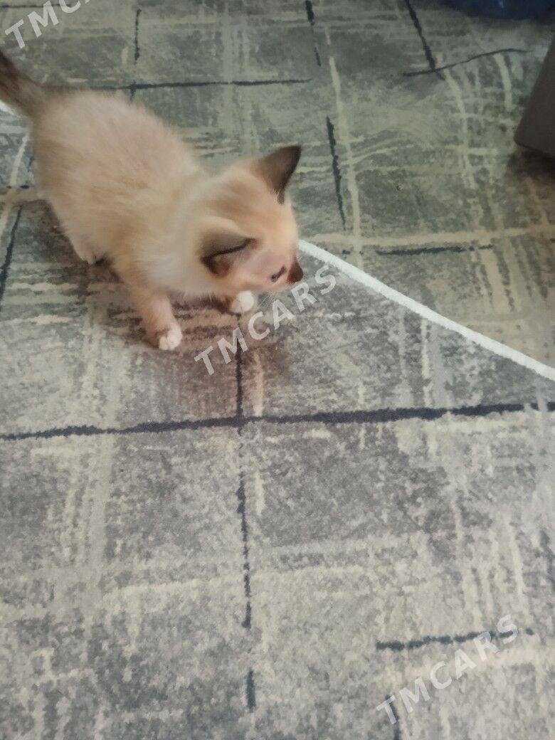 Сиамский котёнок - Balkanabat - img 2