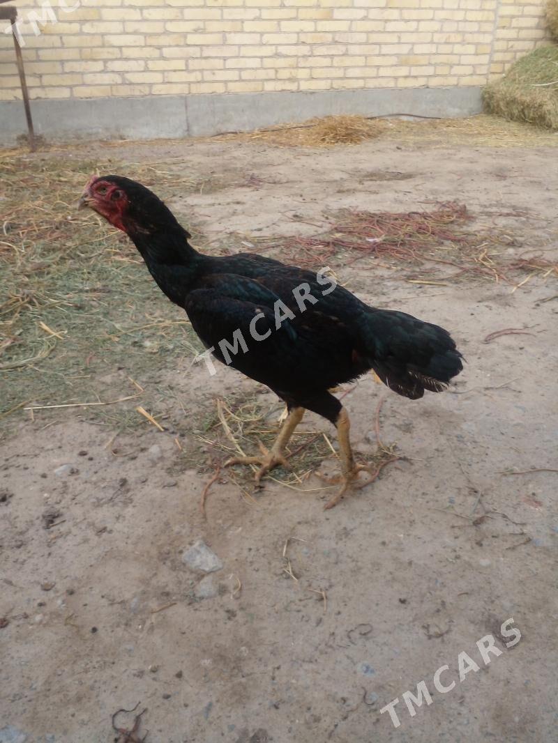 towùk - Çärjew - img 3