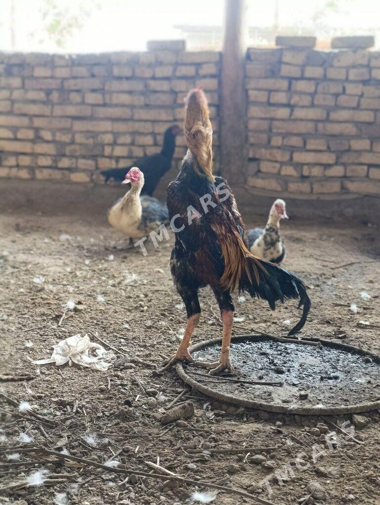 horaz - Daşoguz - img 2