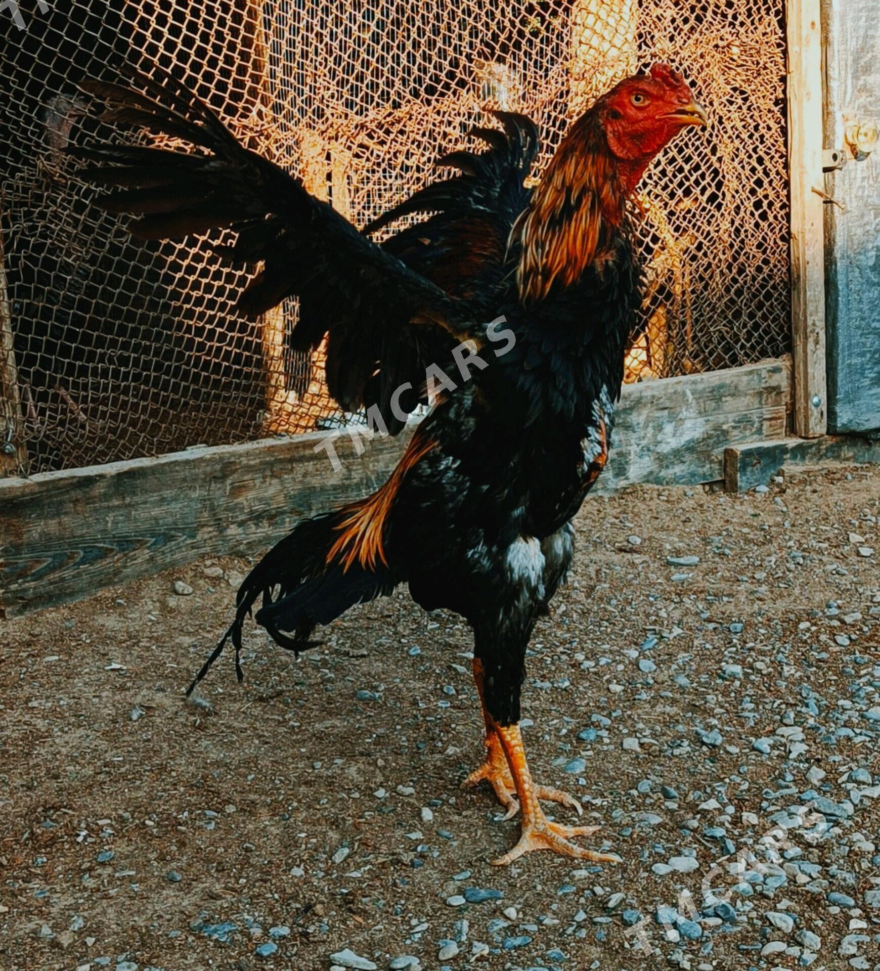 paroda - Мары - img 2