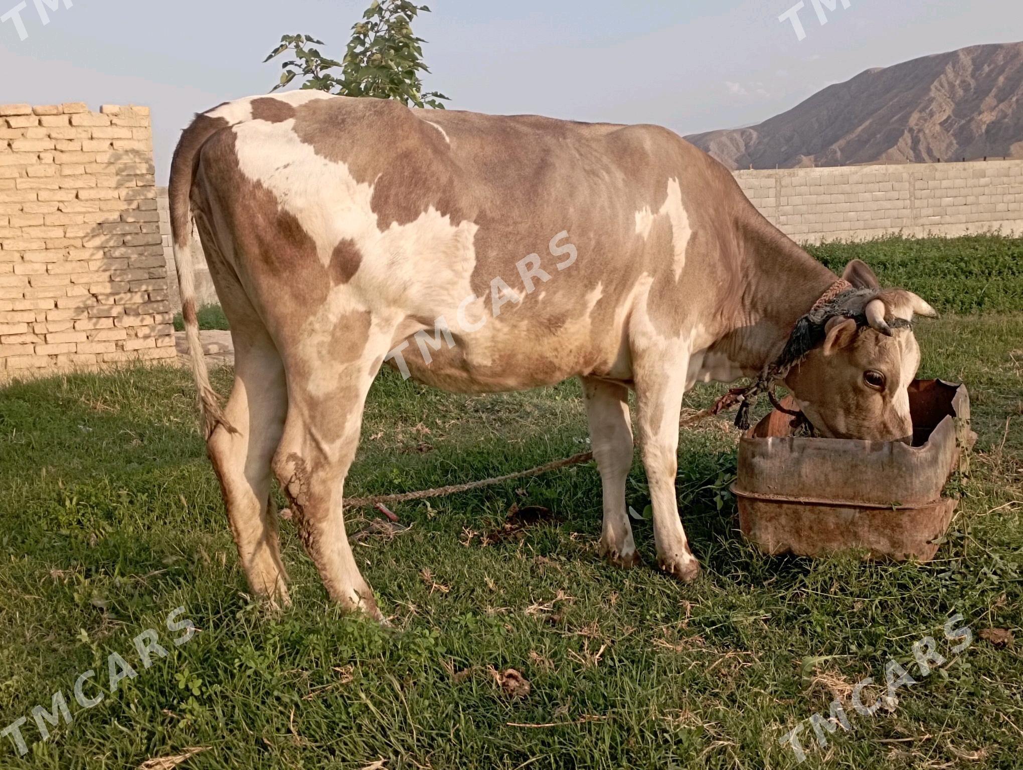 sigir bogaz - Гёкдепе - img 2