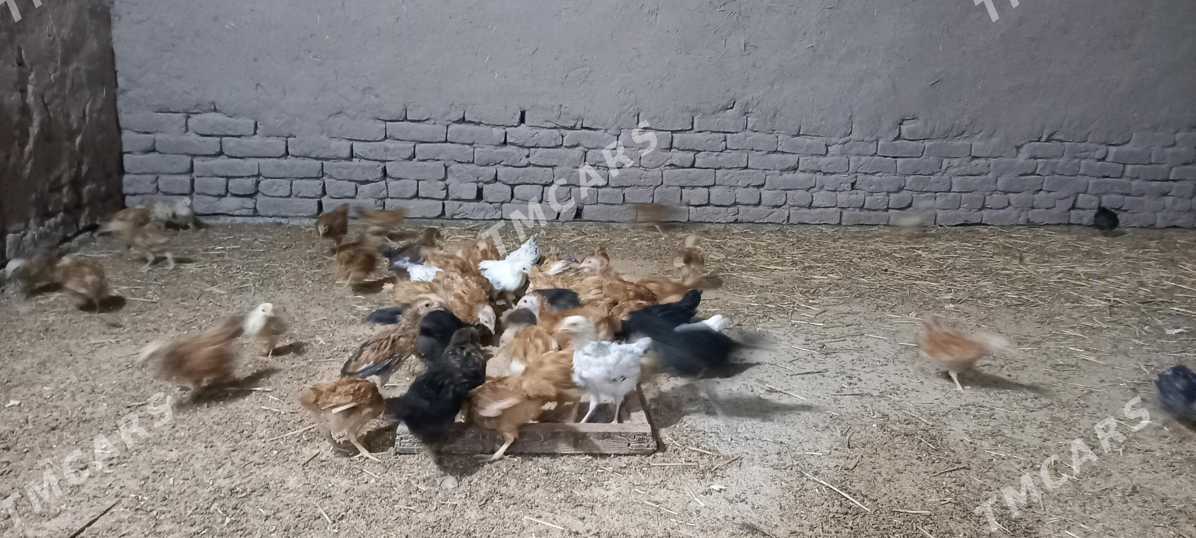juyje - Şabat etr. - img 2