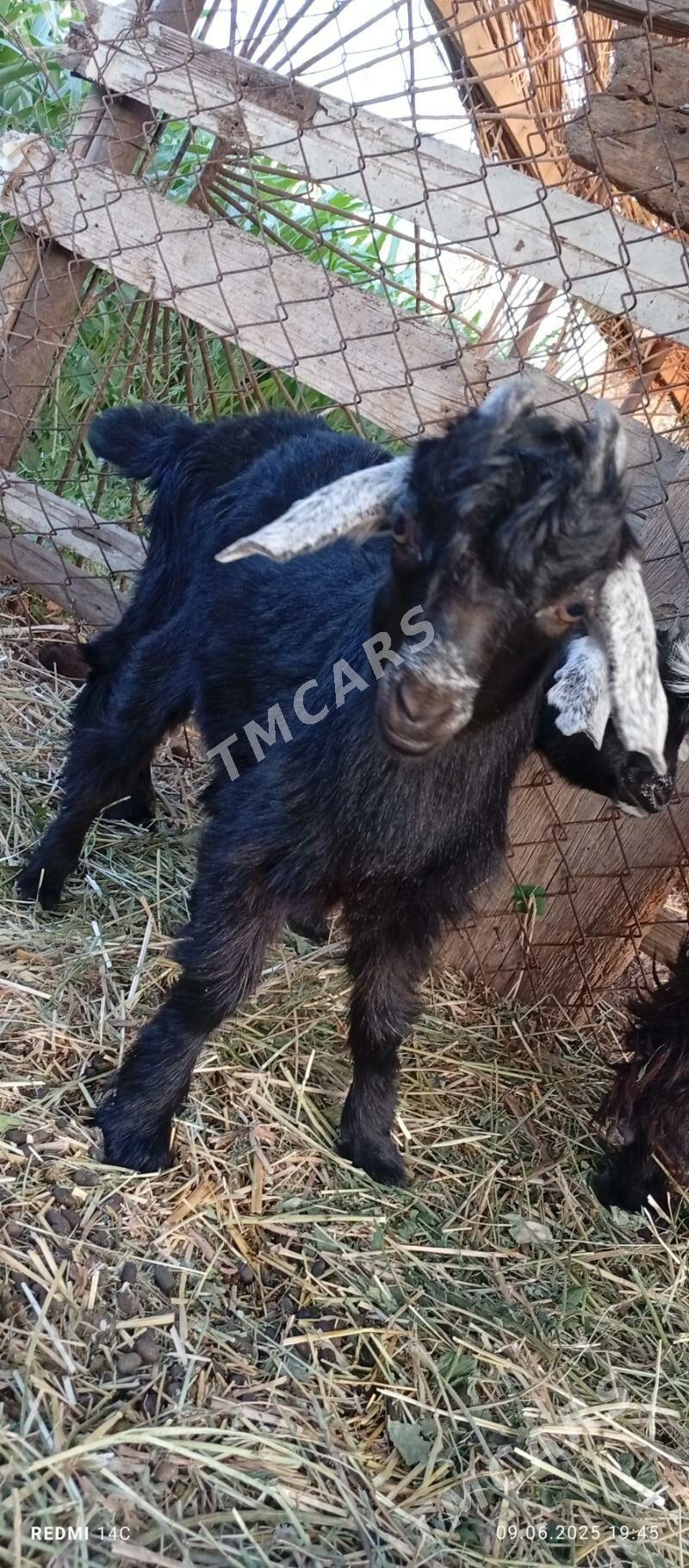 Ekiz owlakly gecci 7.750 - Türkmenabat - img 4