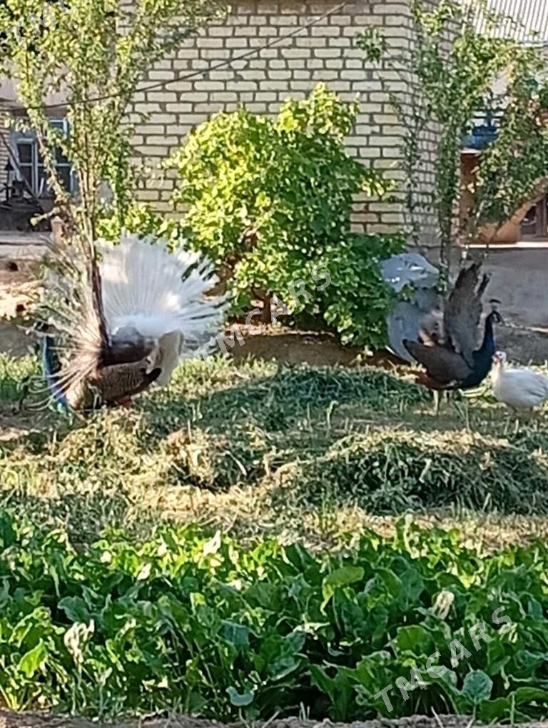 Tawus guşy 1parasy - Сакарчага - img 5