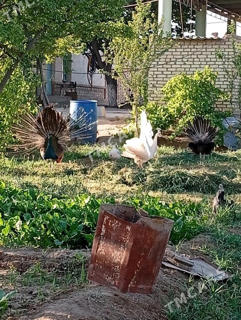 Tawus guşy 1parasy - Сакарчага - img 6