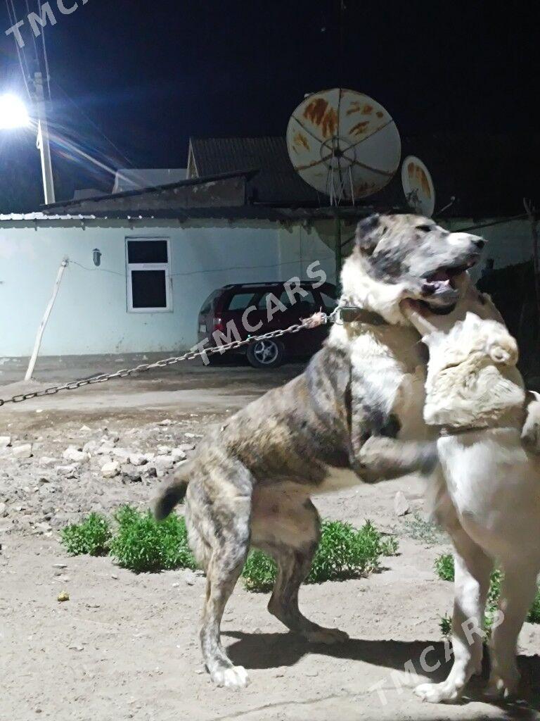 alabay - Daşoguz - img 2