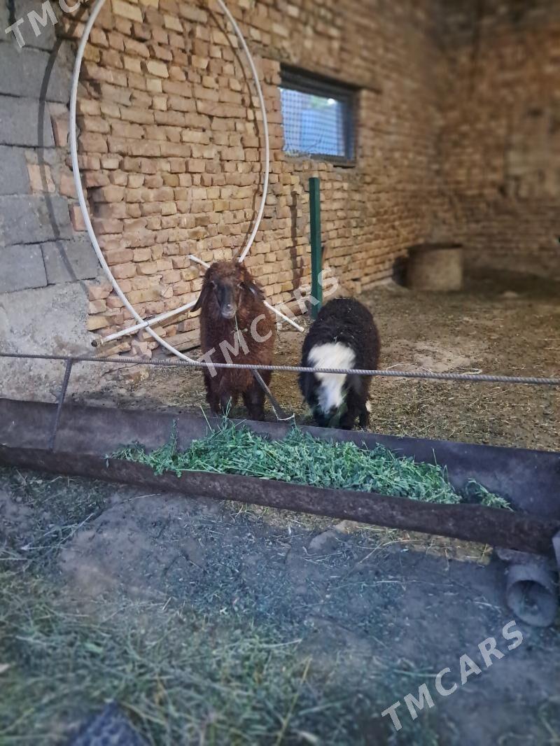 berrejikler - Gyzylarbat - img 2