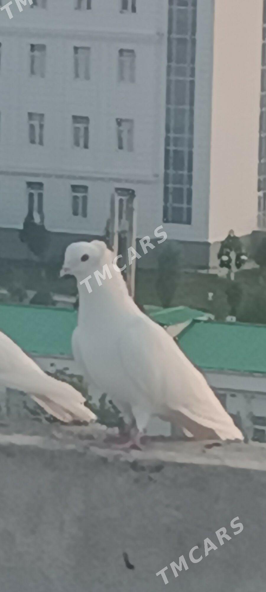 Kepderi - Aşgabat - img 6