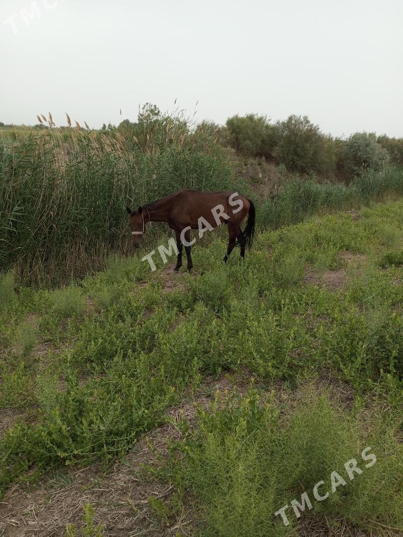 Tohum At - Акдепе - img 3