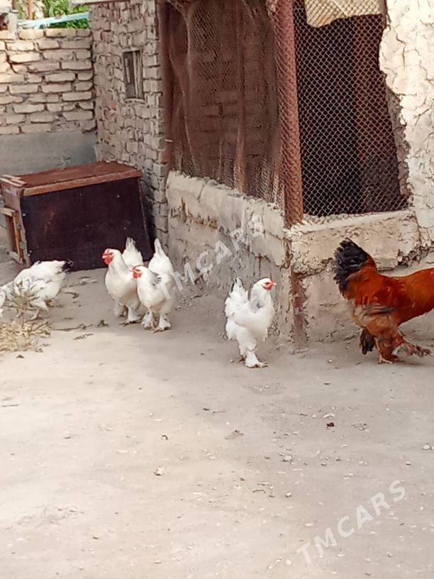paroda tawuklar - Гумдаг - img 2