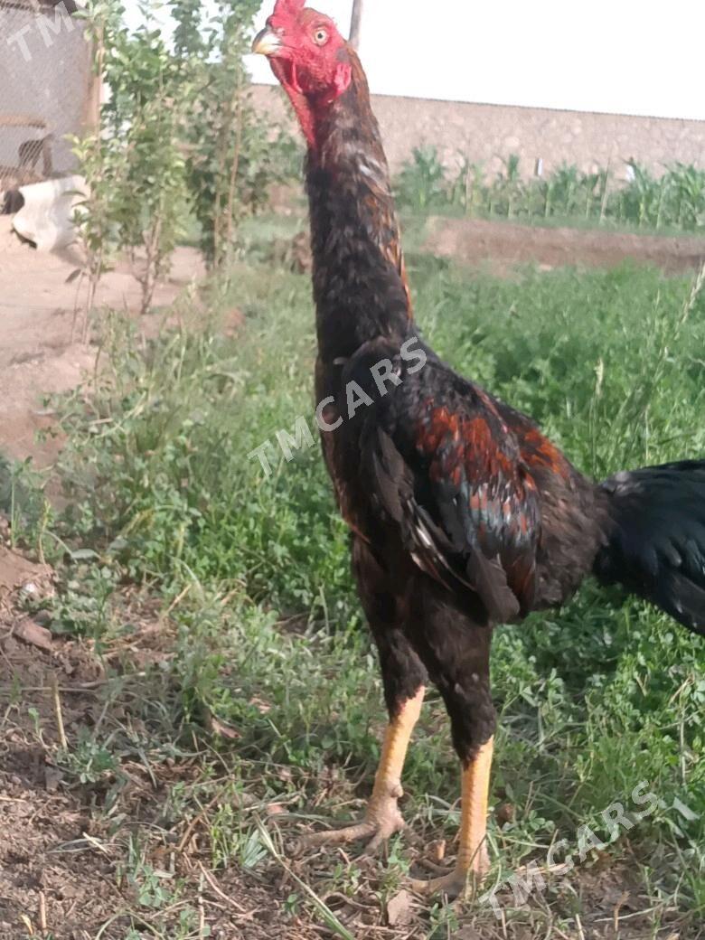 arassa horaz - Kerki - img 2