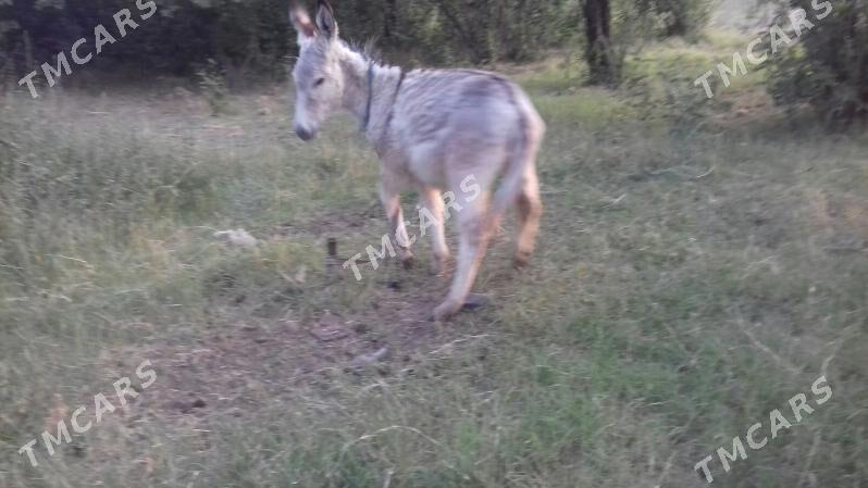 eşek ene beje - Çärjew - img 3