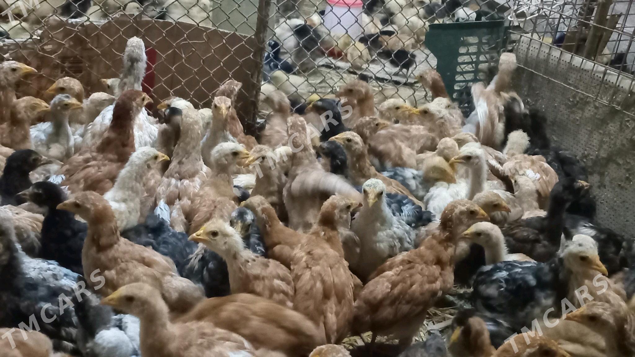 jüje - Köneürgenç - img 2