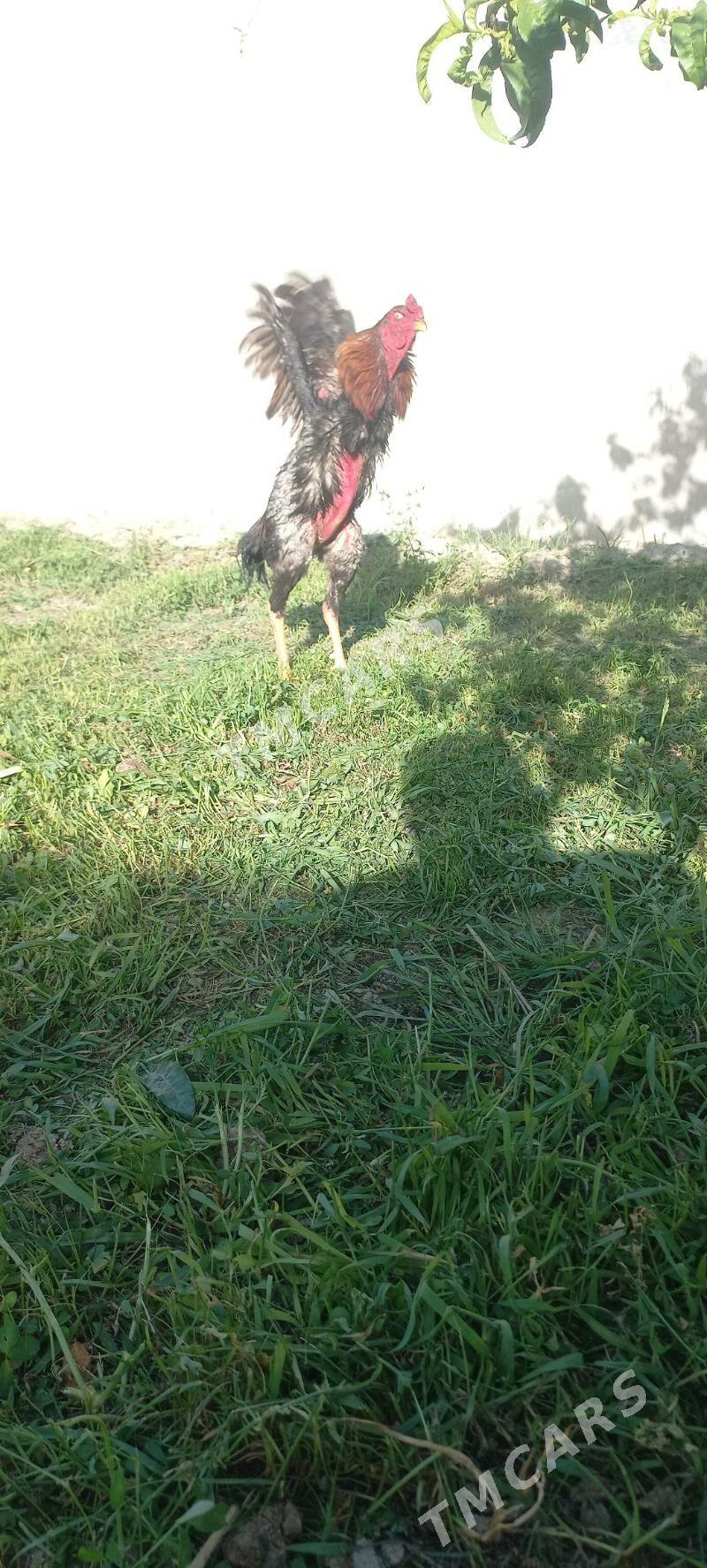 Babay - Türkmenabat - img 2