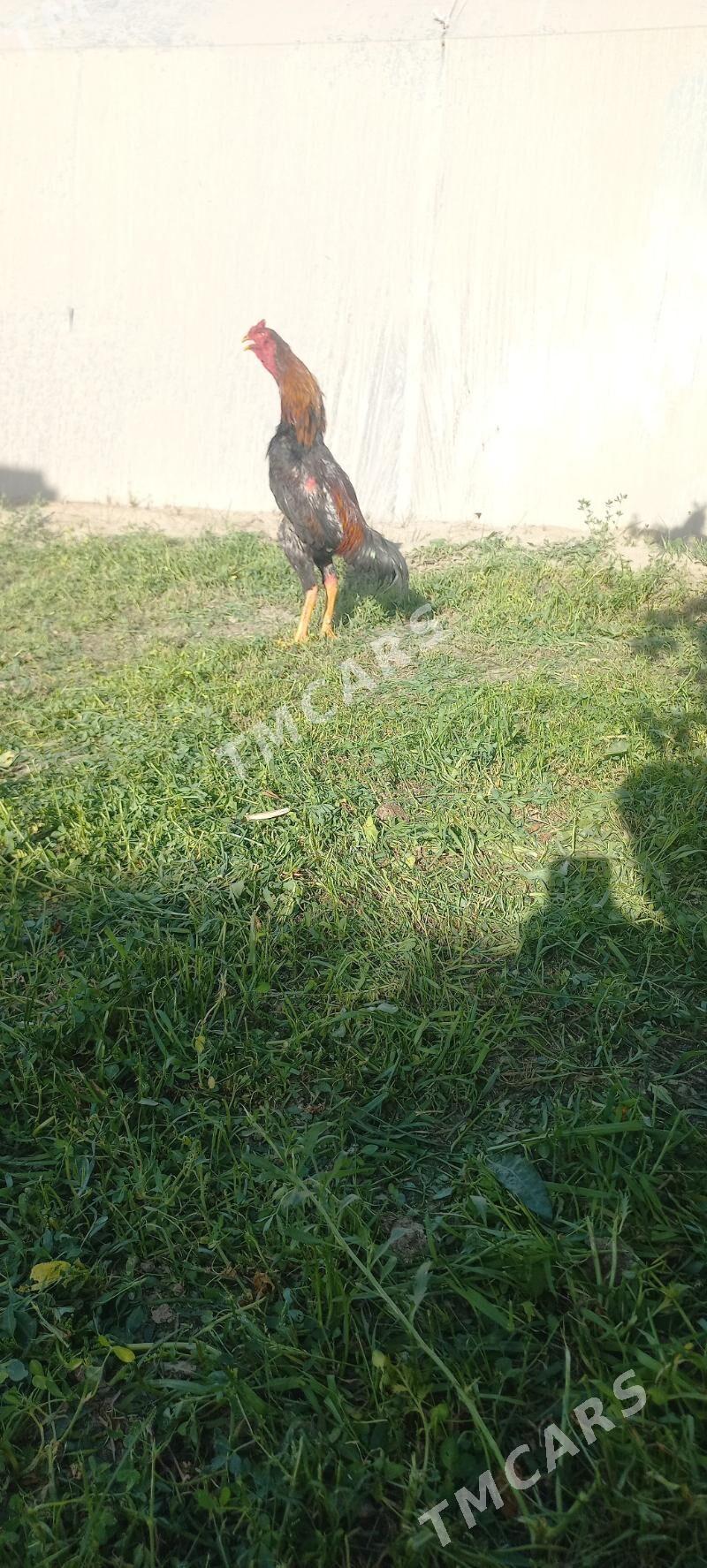Babay - Türkmenabat - img 3