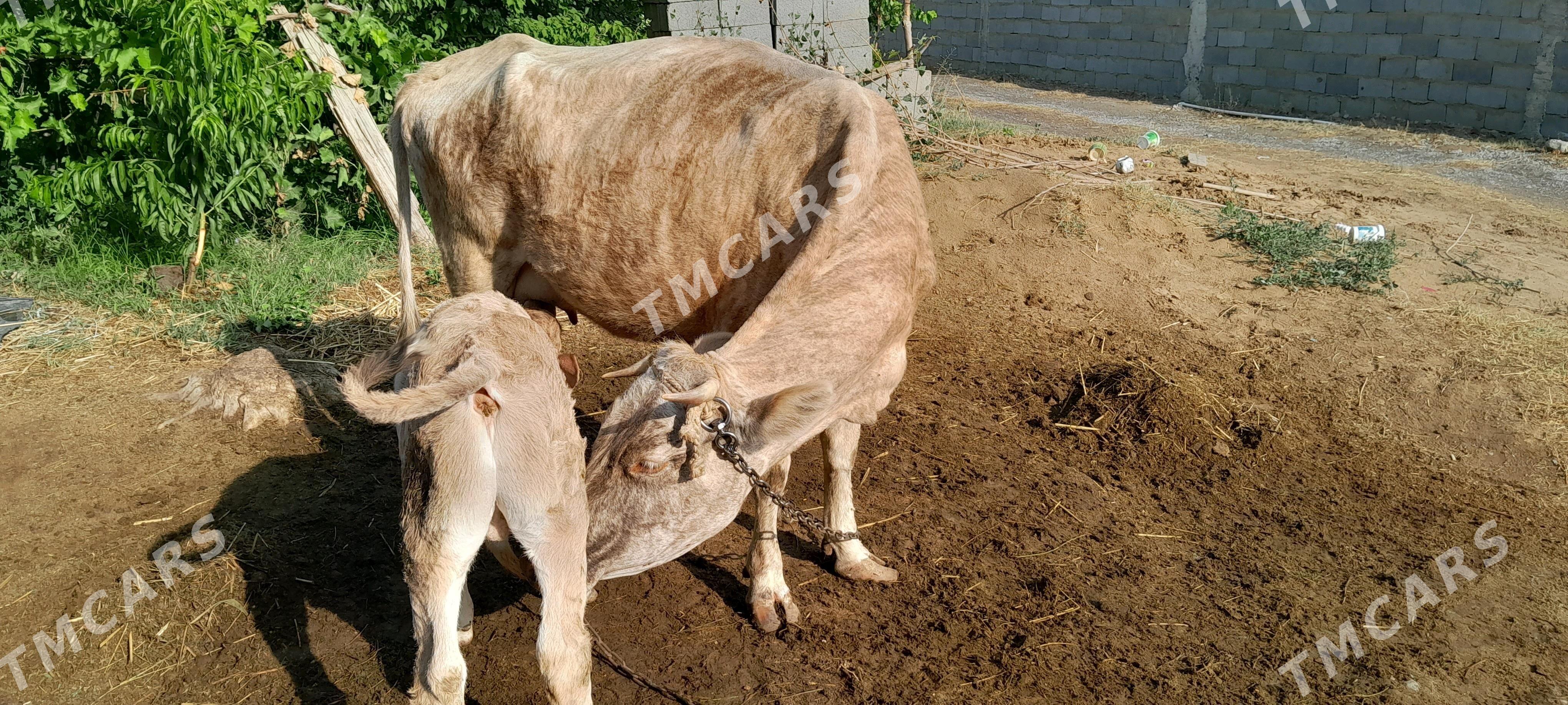 Göleli sygyr - Gökdepe - img 2