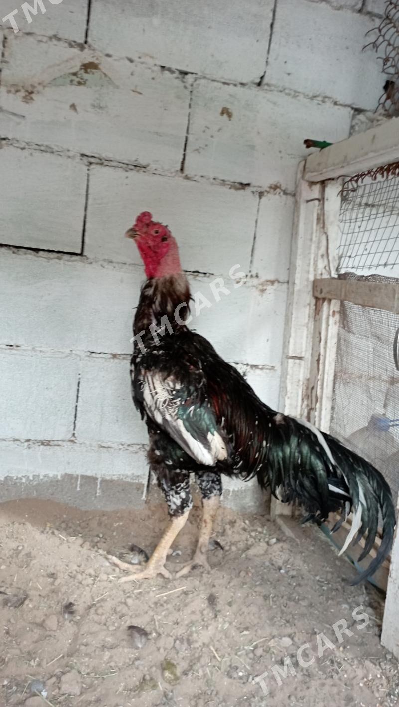 Tàtaşkent - Çoganly - img 2
