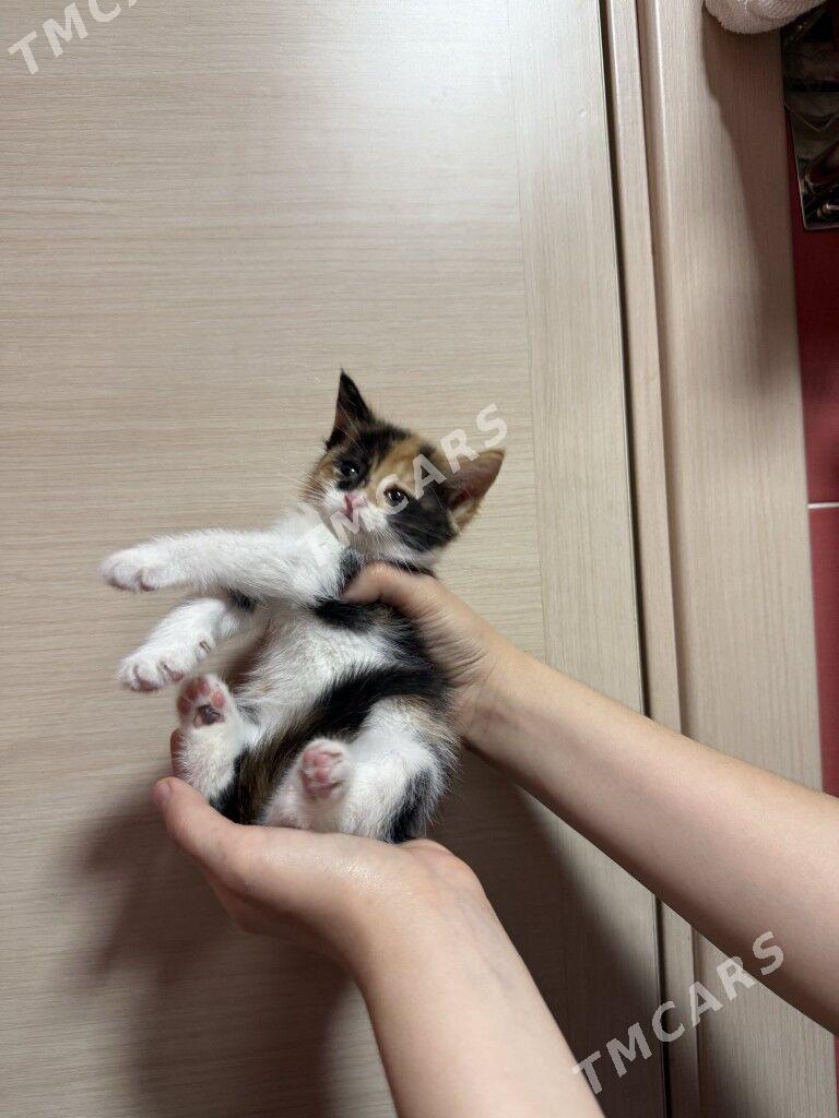 котята месяц - Ашхабад - img 3