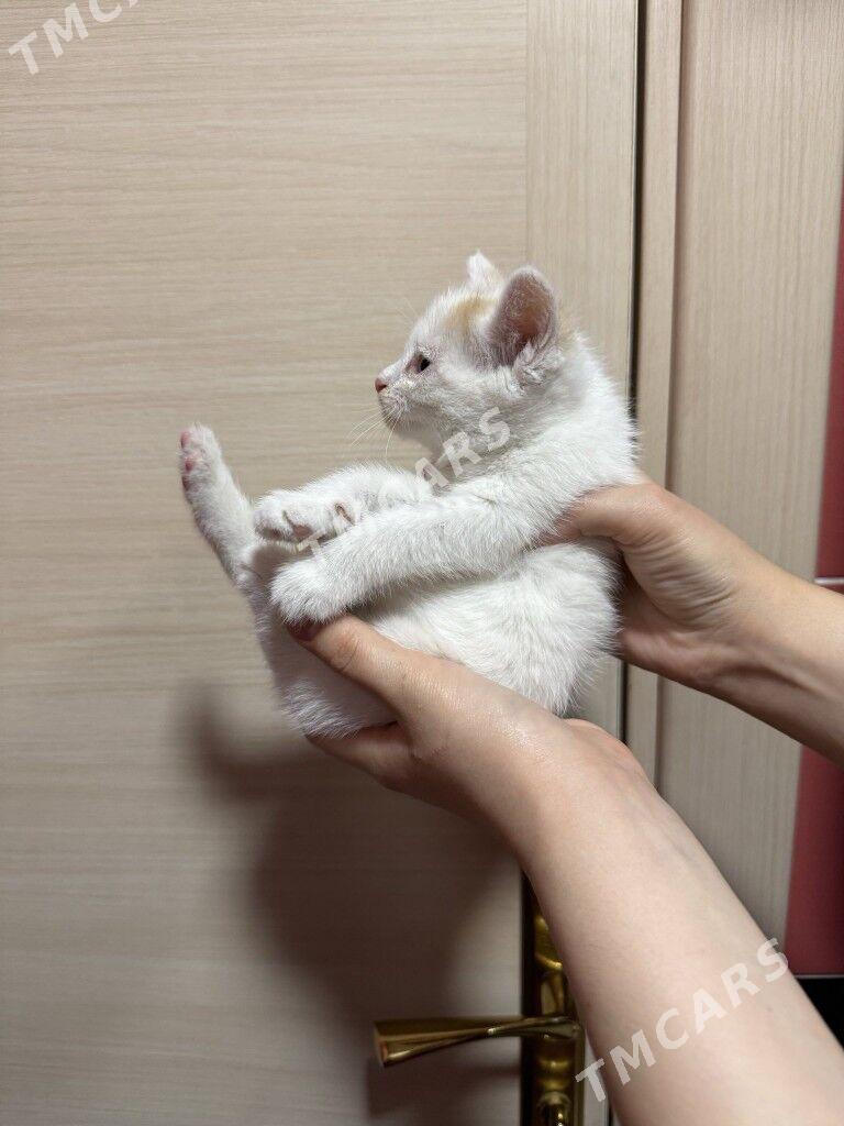 котята месяц - Ашхабад - img 5