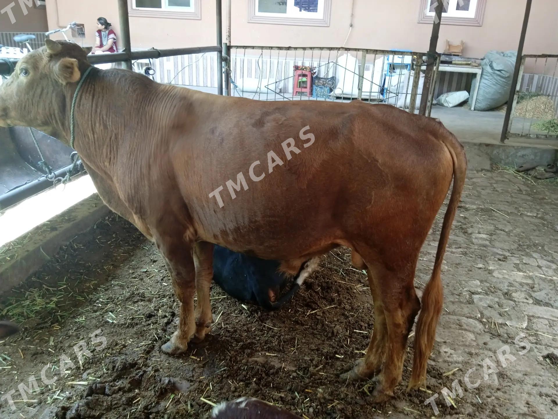5 sany öküz - Türkmenabat - img 6