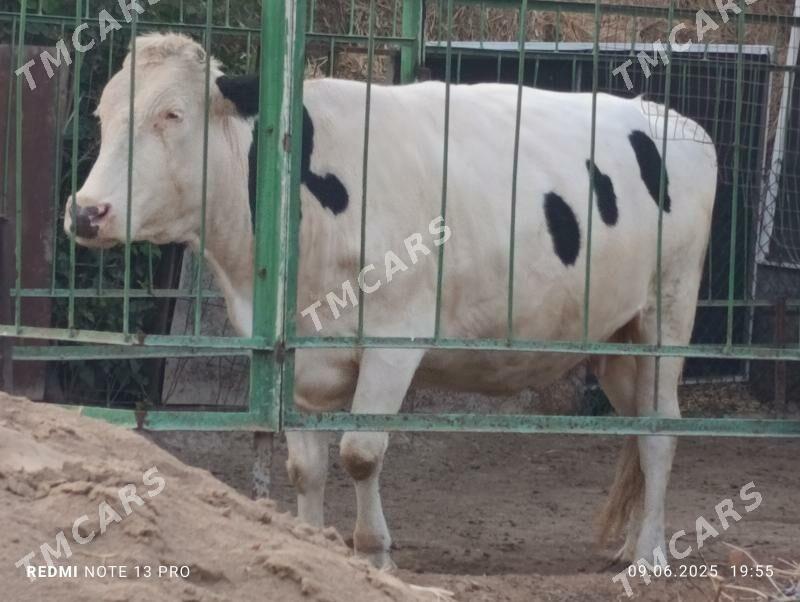 Bogaz Sygyr - Aşgabat - img 3
