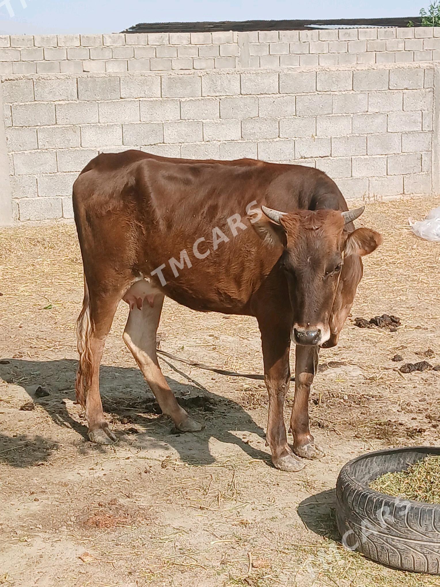 Göleli sygyr - Gökdepe - img 3
