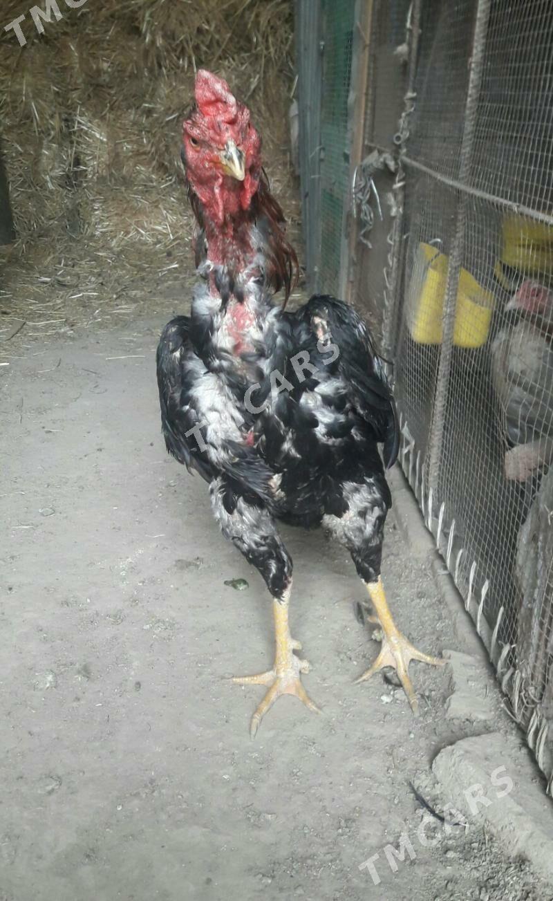 KAREY - Çärjew - img 3