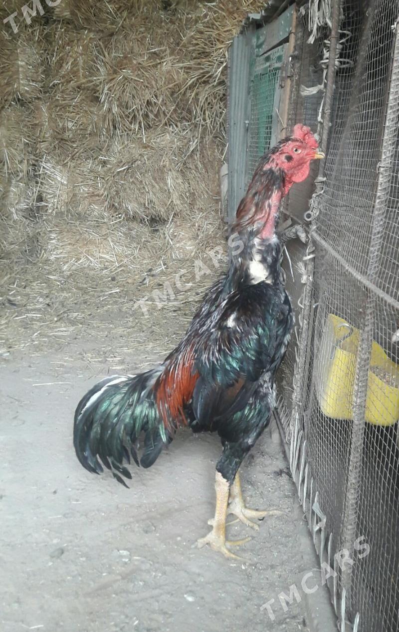 KAREY - Çärjew - img 2
