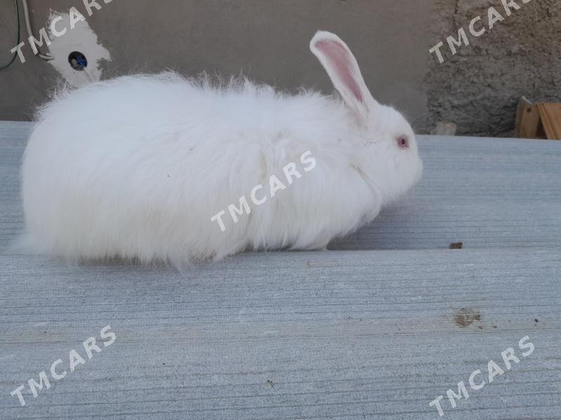 erkek towsan - Türkmenbaşy - img 2