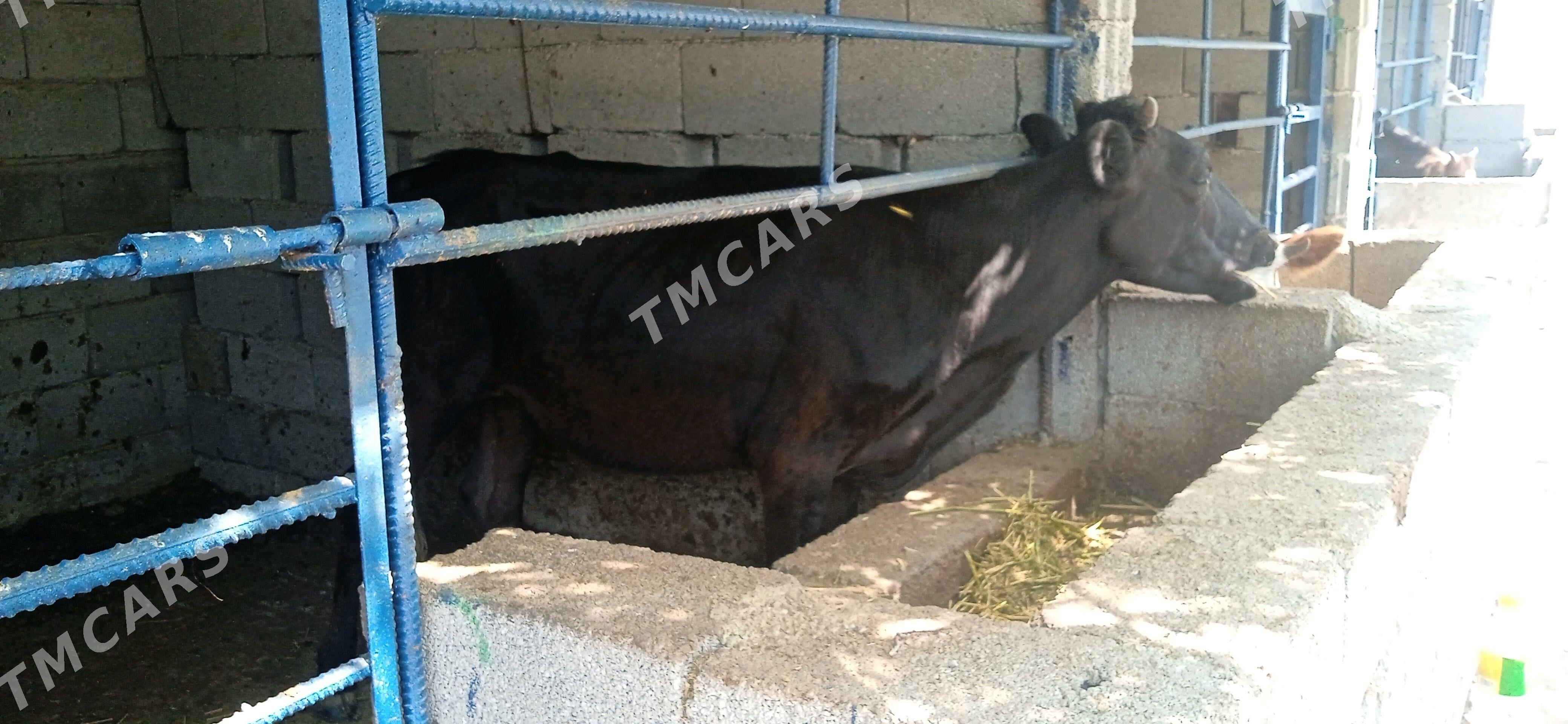 tüwe öküz - Aşgabat - img 3