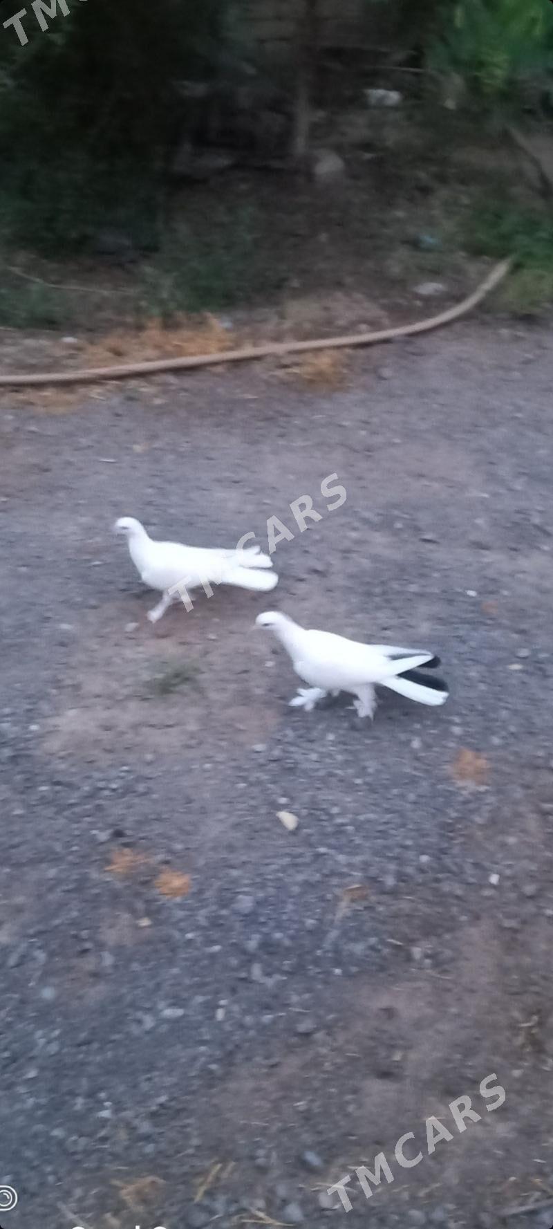 kepderi - Garadamak - img 2