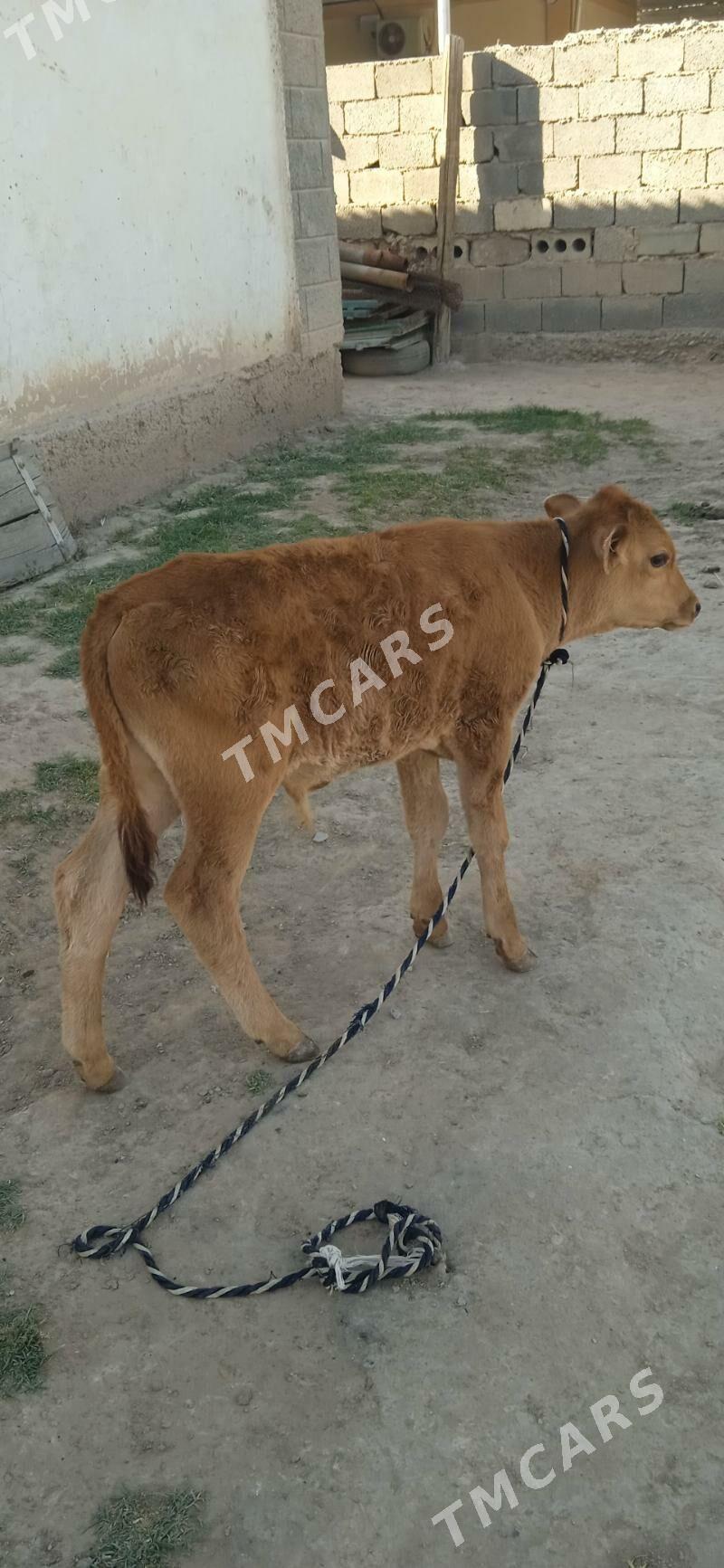 şwes öküz - Büzmeýin - img 2