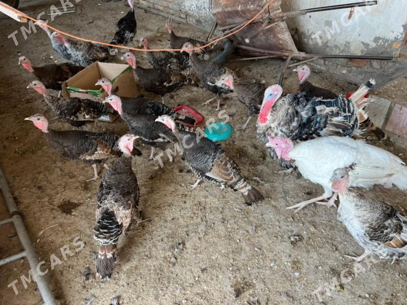 induklar 7aýdan geçen - Türkmenabat - img 2