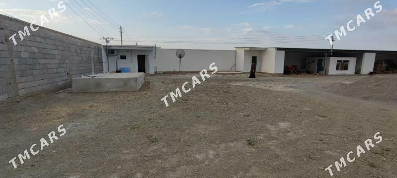 doly ok daca ferma busines - Aşgabat - img 2