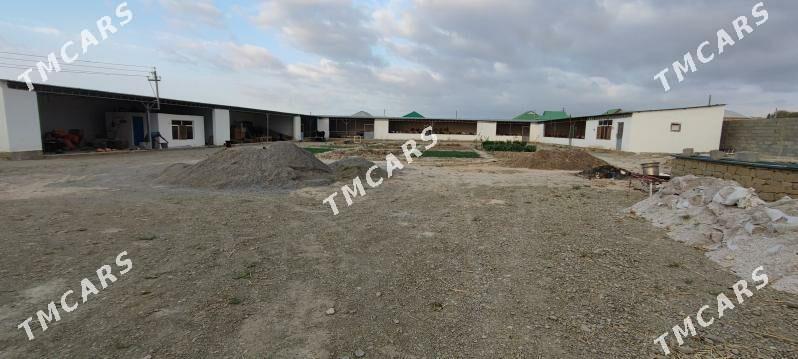 doly ok daca ferma busines - Aşgabat - img 3
