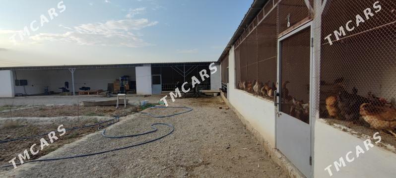 doly ok daca ferma busines - Aşgabat - img 4