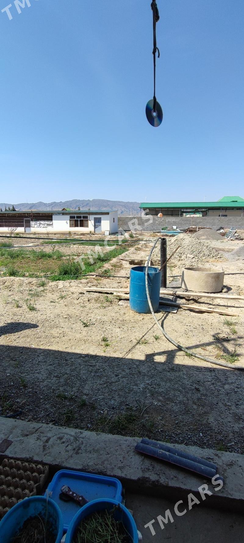 doly ok daca ferma busines - Aşgabat - img 6