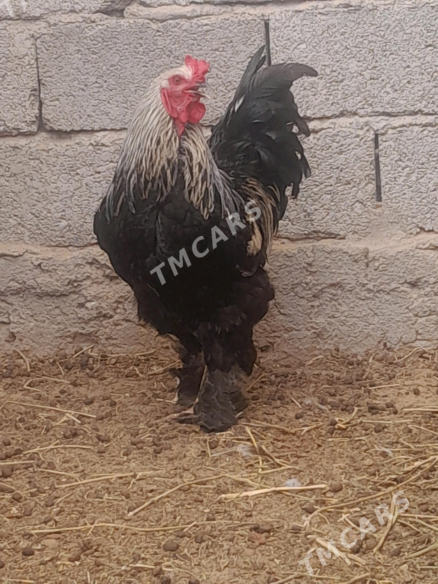 horoz Troÿka - Jebel - img 2