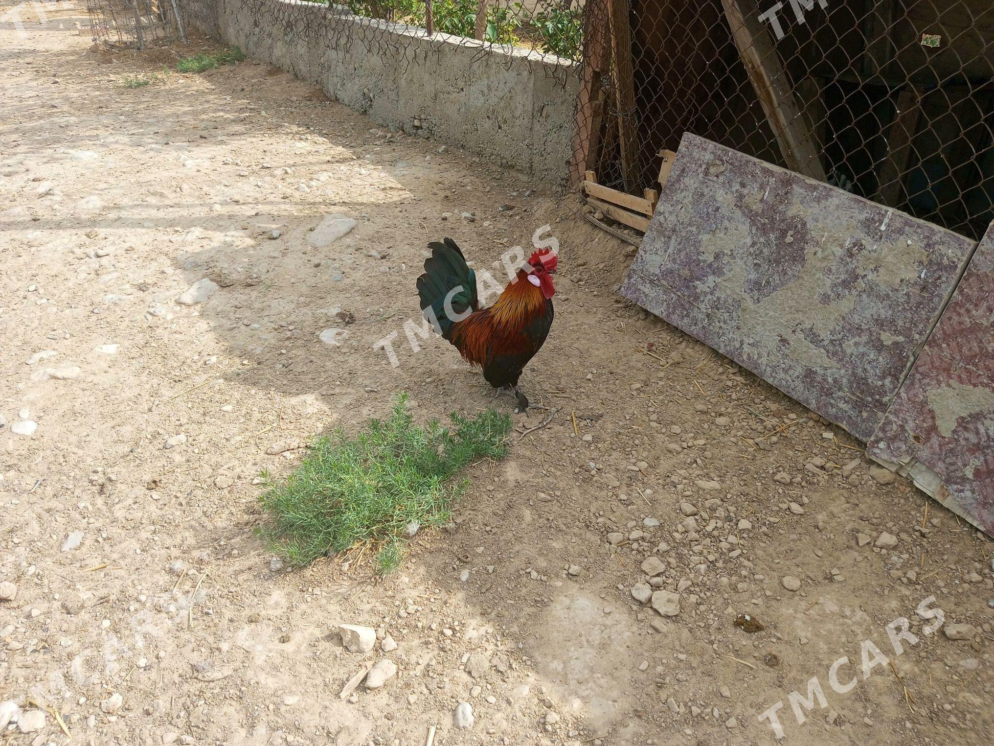 Horaz towuk - Balkanabat - img 2