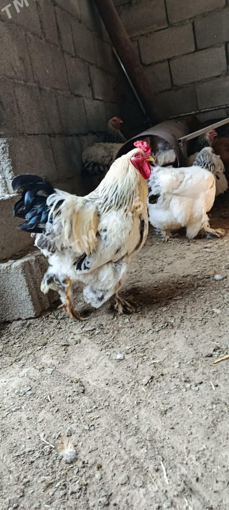 Brama Towuk - Büzmeýin - img 2