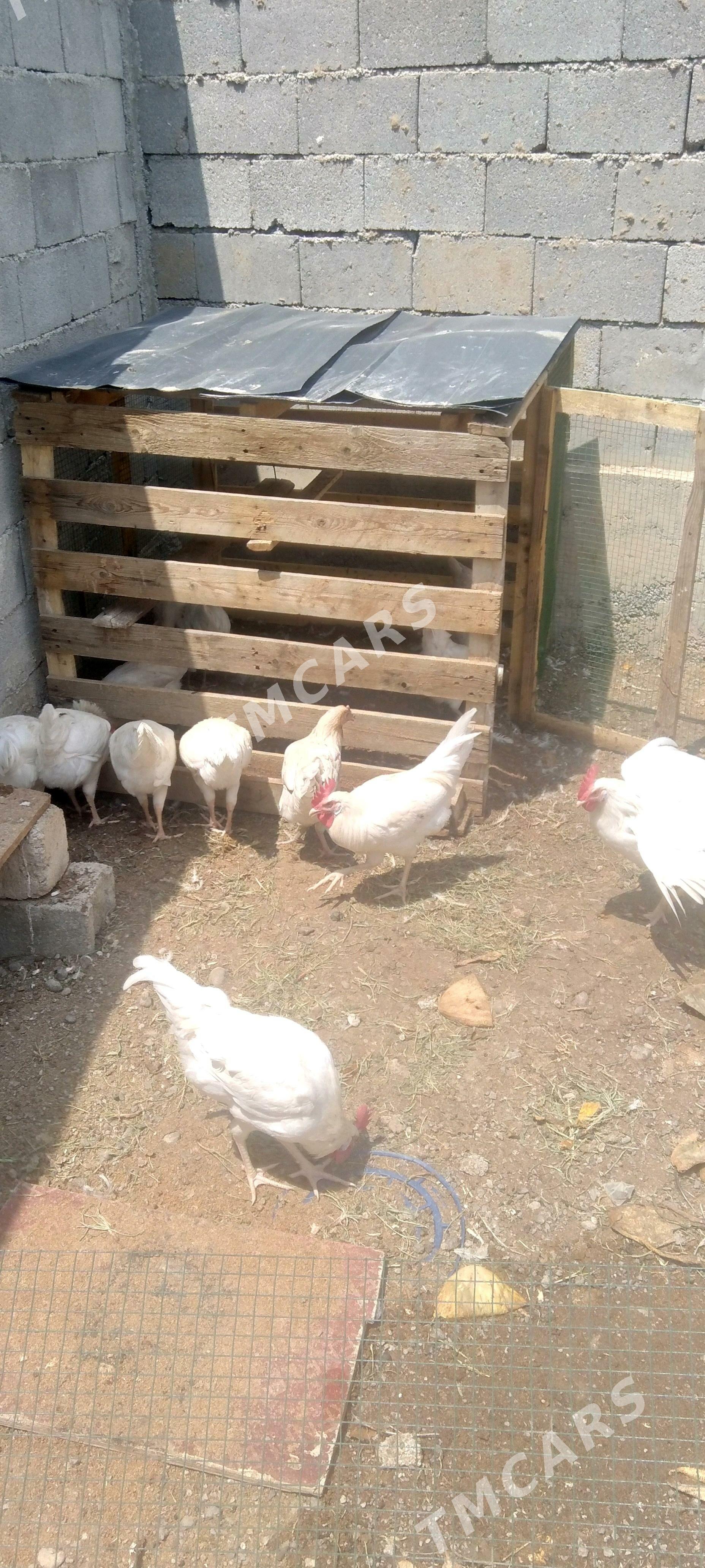 Horazlar - Çoganly - img 2